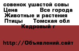 совенок ушастой совы › Цена ­ 5 000 - Все города Животные и растения » Птицы   . Томская обл.,Кедровый г.